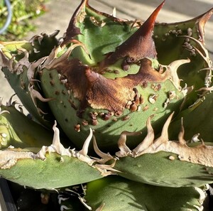 BJ167 多肉植物 アガベ チタノタAgave titanota 穿山甲