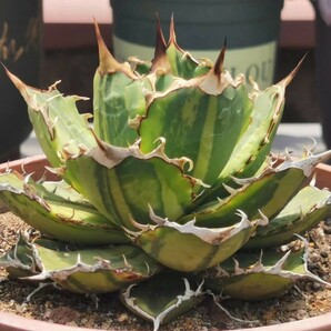 BJ161アガベチタノタ Agave titanota 覆輪斑 錦の画像1