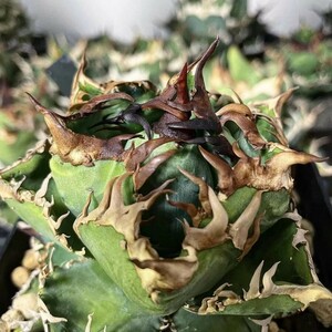 H284多肉植物 アガベ チタノタ 台湾GODZILLA ゴジラ 狂刺子株