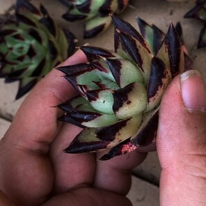 BM332多肉植物 エケベリア・アガボイデス・エボニー （黒魔）8株の画像9