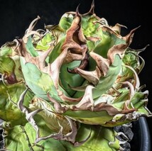 H292多肉植物アガベ チタノタ Agave titanota ‘熊 強棘 狂刺 子株_画像1