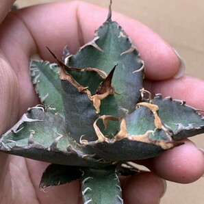 XH46多肉植物アガベ チタノタ Agave titanota ‘包心龍’の画像6