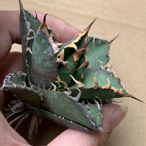 XH51多肉植物アガベ チタノタ Agave titanota ‘包心龍’の画像7