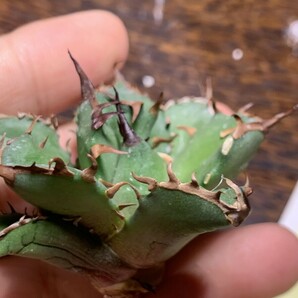 M5多肉植物アガベ チタノタ Agave titanota ‘包心龍’の画像4