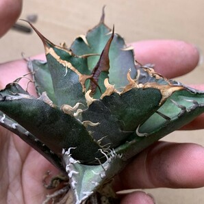 XH63多肉植物アガベ チタノタ Agave titanota ‘包心龍’の画像1