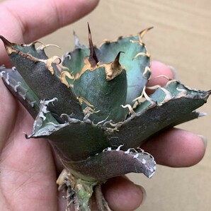 XH63多肉植物アガベ チタノタ Agave titanota ‘包心龍’の画像3