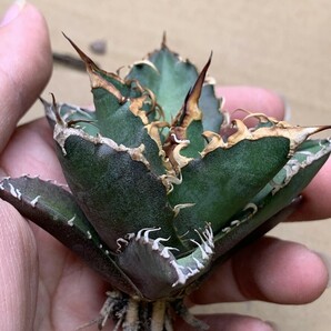 XH66多肉植物アガベ チタノタ Agave titanota ‘包心龍’の画像5