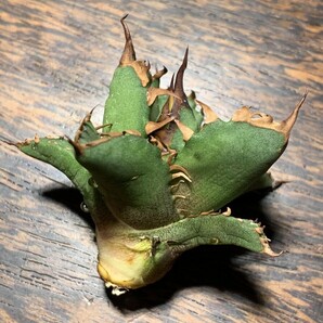 XA147多肉植物アガベ チタノタAgave titanota ‘金剛狼’の画像6