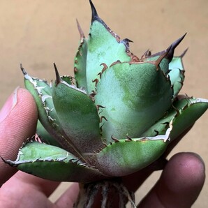 BB160 多肉植物アガベ チタノタAgave titanota ‘熊猫’の画像5