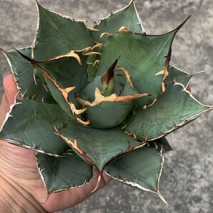 BC62多肉植物 アガベ チタノタ 大鋼牙 白排棘の画像1