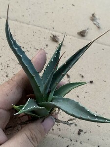 HA31アガベ ユタエンシス　Agave utahensis