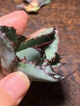 H252多肉植物 高級品種 アガベ チタノタ 黒鯨 子株_画像7