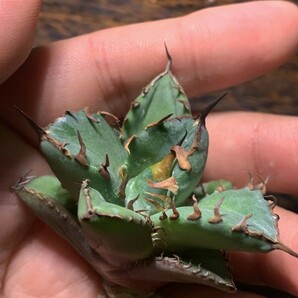 H317多肉植物アガベ チタノタAgave titanota ‘金剛狼’の画像4