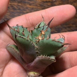 H317多肉植物アガベ チタノタAgave titanota ‘金剛狼’の画像5