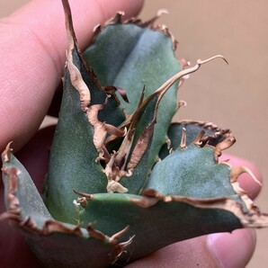 BJ167 多肉植物 アガベ チタノタAgave titanota 穿山甲の画像3