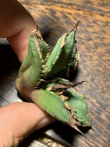 H203多肉植物アガベ チタノタ Agave titanota ‘烈’ インドネシア 子株_画像2