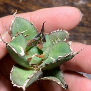 H378多肉植物 アガベ チタノタ Agave titanota 熊の画像2