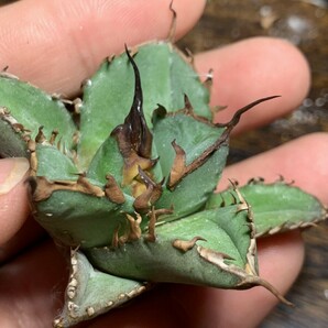 H379 多肉植物 アガベ チタノタ Agave titanota 金蟾王の画像2