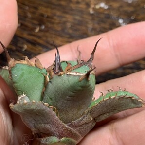 H379 多肉植物 アガベ チタノタ Agave titanota 金蟾王の画像10