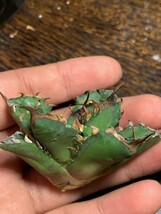 H424多肉植物 アガベ チタノタ Agave titanota麻花龍_画像10