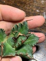 H424多肉植物 アガベ チタノタ Agave titanota麻花龍_画像3