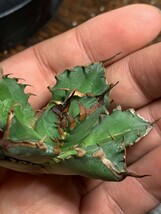 H424多肉植物 アガベ チタノタ Agave titanota麻花龍_画像2