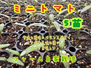 ミニトマト　　5苗　　農薬不使用　［送料無料］