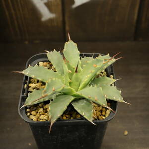 06 agave yutaensis*neba electron s real raw [ pot ..](neba electron Sune va electron s real raw stock 