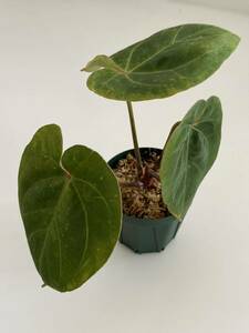 アンスリウム ホフマニー レッド サイナス / Anthurium Hoffmannii Red Sinus （インドネシア輸入株）