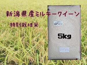 特別栽培米新潟県産ミルキークイーン5k