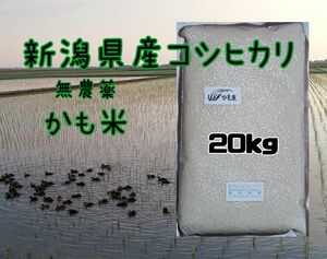 無農薬米新潟県産コシヒカリ20k