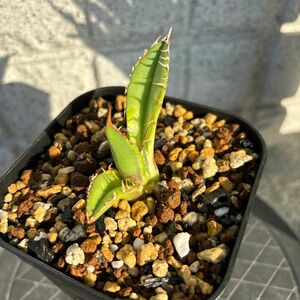 アガベ チタノタ Agave Titanota 覆輪巌龍　Lize株　子株　発根すみ　送料こみ　覆輪しっかりでてます