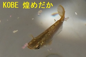 ★ KOBE煌めだか　ラメゴールドめだか　受精卵　20+α 【05/03】