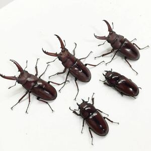 アスタコイデスノコギリ　ドゥベルナルディ　新成虫　チビ5匹　♂40、40、39ミリ　♀28、27ミリ　未使用　オマケ2匹