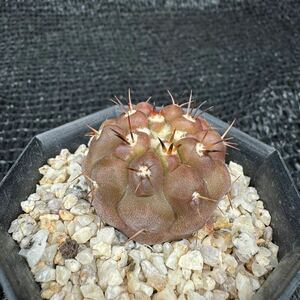 刺無狐竜丸　実生 Copiapoa cinerea v. columna-alba