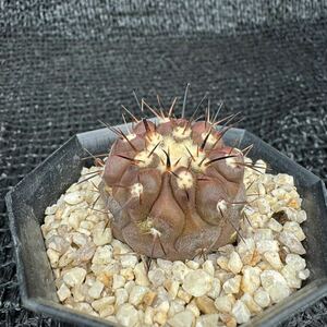 狐竜丸　実生 Copiapoa cinerea v. columna-alba