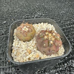 狐竜丸2本　実生 Copiapoa cinerea v. columna-alba