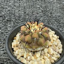 黒王丸　実生 Copiapoa cinerea_画像1