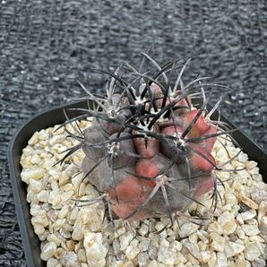 グリセオビオラセア錦 実生 Copiapoa griseoviolacea f. varieg.の画像9