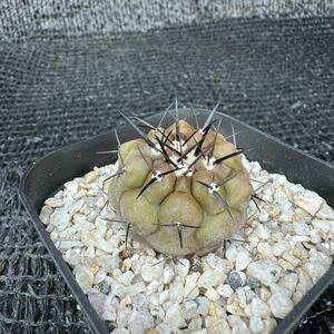 黒王丸　実生 Copiapoa cinerea