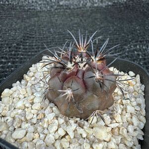 Copiapoa dura 実生