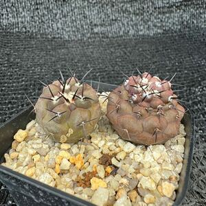 黒王丸2本　実生 Copiapoa cinerea