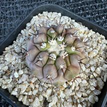 狐竜丸　実生 Copiapoa cinerea v. columna-alba_画像6