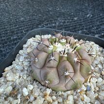 狐竜丸　実生 Copiapoa cinerea v. columna-alba_画像4