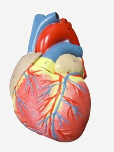 【お買い得品】 実物大【スタンド付き】 弁 右心室 人体模型 心臓模型 左心室 右心房 ＭＦＣ 左心房