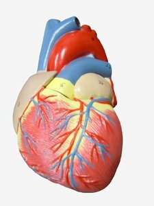 【SALE期間中】 心臓模型 人体模型 右心室 左心房 右心房 ＭＦＣ 実物大【スタンド付き】 弁 左心室