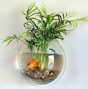 【タイムセール】 留め具付） （カラー小石 観葉植物 背面透明 EJG ２３ｃｍ アクアリウム 壁掛け水槽