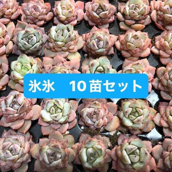 【セール】多肉植物 エケベリア　氷氷　10苗セット