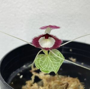 ［Pof］Corybas pictus (from Borneo) コリバス・ピクタス