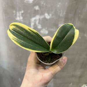 ［Pof］Doritaenopsis Sogo Yenlin 'Variegated Leaves' ドリテノプシス・ソゴーイェンリン・斑入り